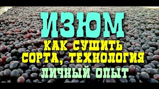 ИЗЮМ ИЗ ЮПИТЕРА, как СУШИТЬ, СОРТА,  ПРОИЗВОДСТВО, ЛИЧНЫЙ ОПЫТ