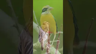 Ultimate Birds Collection 8K TV HDR 60FPS ULTRA HD (PART-1)