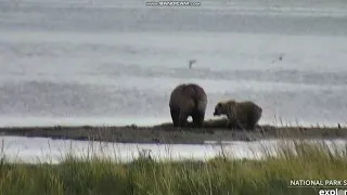 Bear sow 435 Holly's spring cub is a female LR - Brooks falls Katmai