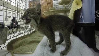 Bobcat Kitten Calls