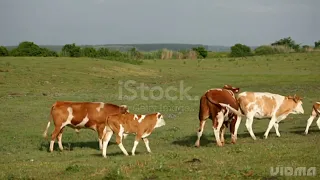 cow breeding