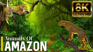 Amazon Animals 8K ULTRA HD | Wildlife of Amazon Rainforest | Relaxation Film of Amazon Jungle