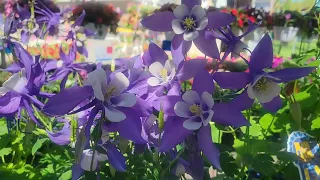 Garden Market. Geranium. Begonia.