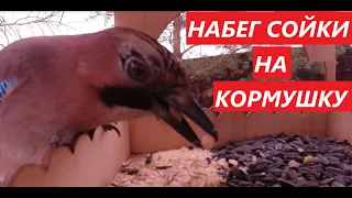 Сойка на кормушке. Выбирает корм и разговаривает. Jay is on the feeder. Selects food and talks.