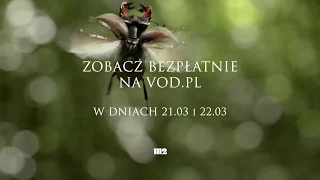 „Królestwo” – najpiękniejszy film przyrodniczy ostatnich lat bez opłat na VOD.pl; zwiastun pl