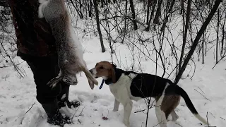 Охота На Зайца С Гончими! И Целого Дня Оказалось Мало!