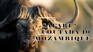 CAPE BUFFALO HUNTING in Mozambique's COUTADA 10