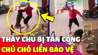 Thấy chủ nhà bị 'GIANG HỒ TẤN CÔNG', chú Chó liền xông ra 'BẢO VỆ' như người hùng 😎 Gâu Đần