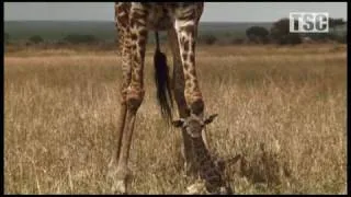 Battle at Kruger: Mother Love! (Giraffe vs Hyena)