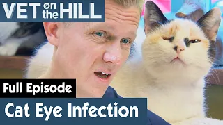 🐱 Poor Rescue Cat Has Serious Inflamed Eye | FULL EPISODE | S02E17 | Vet On The Hill