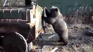 Вахтовики кормят медведя Russian bear and shift workers,  watchman fight the bear