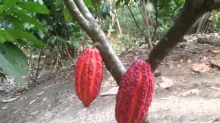 Red cocoa pods in various stages of ripening