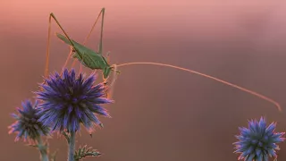 The Orthoptera of Dobrogea. Trailer 3.