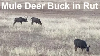 Mule Deer Bucks in Rut | Colorado