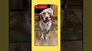 Beirl’s English setters Lady