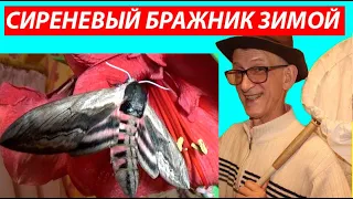 Откуда Зимой Сиреневый Бражник Sphinx ligustri, На Цветке Амариллиса? Занимательная Энтомология.