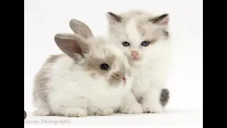 cute bunnies and kittens