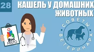 Кашель у домашних животных | Виды кашля | Симптомы и лечение кашля | Советы Ветеринара