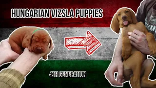 Hungarian Vizsla Puppies #1 (Weeks 1-8)