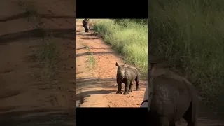 Let's play 😆 Baby rhino wants to play with humans 🦏 Cute Dogs and Cats Funny Animal #Shorts