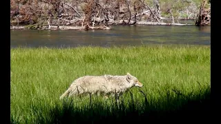 Old Man Coyote gives the sweat lodge