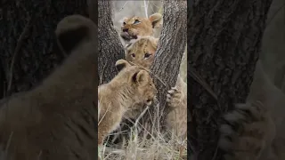 These Newborn Lion Cubs Are Ready to Take On the World! 🦁 #shorts #lion #animals