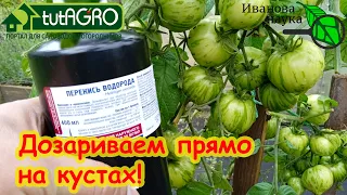 ТОМАТЫ и ПЕРЦЫ МИГОМ ПОКРАСНЕЮТ... ПРЯМО НА КУСТАХ! Простой и безопасный способ ускорения созревания