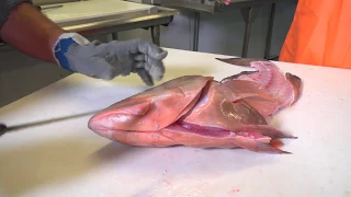 How to cut out grouper cheeks!!! Cod and Caper Seafood!!!