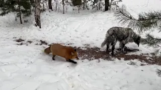 Ли Сяо / Alice the Fox Лиса Алиса (Лиса подкрадывается к собакам, которые едят ее запасы)