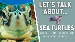 Saving Sea Turtles Around The World | Let's Talk About Sea Turtles