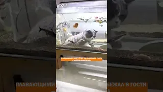 Вы только посмотрите! Новые друзья: котик играется с рыбками! Хозяева в шоке! Неожиданный союз!