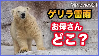 Polar Bear cub that is frightened by a violent thunder