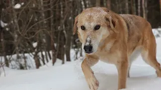 Почему мы не в лесу