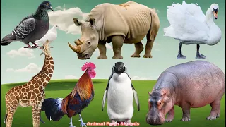 A Compilation of Amazing Animal Sounds and Videos: Pigeon, Penguin, Hippo, Swan - Animal moments