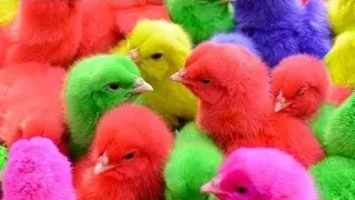 tangkap ayam warna warni | menangkap anak ayam pelangi lucu,bebek,kelinci,kucing