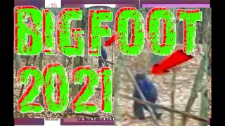 BIGFOOT SIGHTINGS 2021