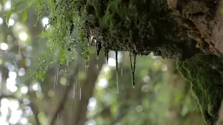 Rain Sound - Rainy Days Help Sleep । Rain 🌧️ In Forest