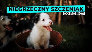 Niegrzeczny SZCZENIAK - czy to normalne i co z tym zrobić?