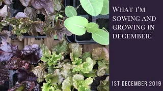 What I'm Sowing and Growing in December