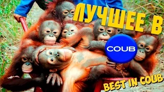 Смешные ПРИКОЛЫ 2015 COUB & VINE # 75 Funny video Best fails Compilation Подборка смешных видео