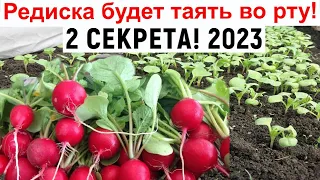 Редис вкуснее Вы не знали. Как получить хороший урожай редиса? Выращивание редиса.