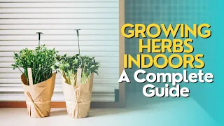 Growing Herbs Indoors: A Complete Guide