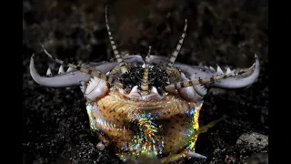 Bobbit Worm - Deepsea Oddities