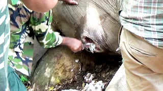 Heart warming! Treatment received to Elephant suffering from a Big abscess in the belly & lanced it