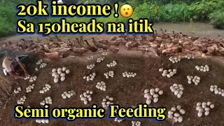 20k iNCOME sa 150HEADS na ITIK, SiME ORGANIC FEEDING | itik farm | kafarmer