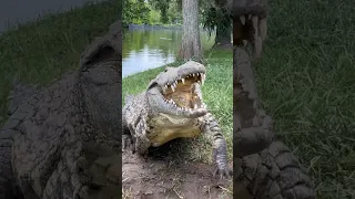 Lulu the Nile Crocodile‼️ #gatorland #nilecrocodile #crocodile