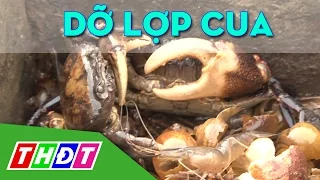 THDT - Đi dỡ lọp cua - Ngõ ngách miền Tây