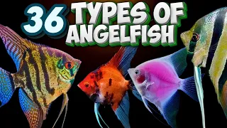 36 Different Types of Angelfish You Should Know About! (Pterophyllum)