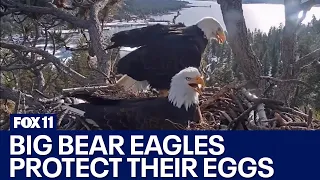 Eagles Jackie and Shadow protecting trio of eggs