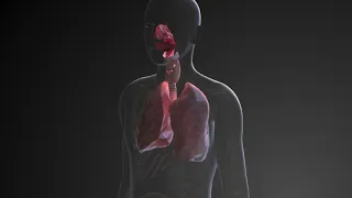 Дыхательная система человека. Развитие в процессе онтогенеза #медлекции #анатомия #дистант